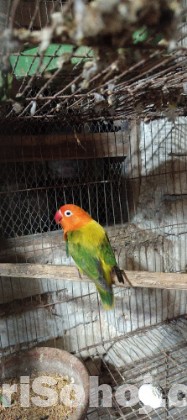 Love bird male